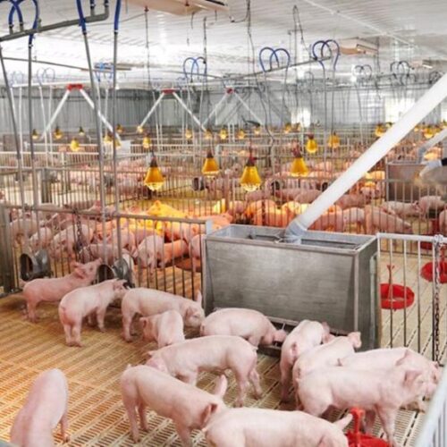 Nen-Dung-Loai-Cam-Bien-Nao-Cho-Trang-Trai-Heo-Trai-Ga-Heo-Con