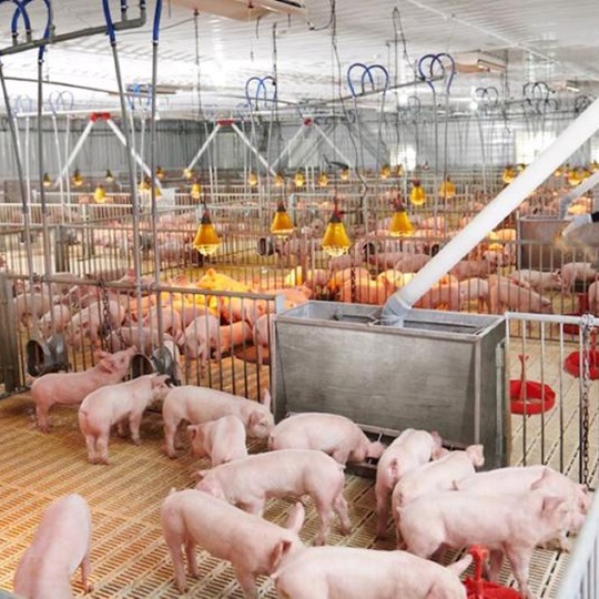 Nen-Dung-Loai-Cam-Bien-Nao-Cho-Trang-Trai-Heo-Trai-Ga-Heo-Con